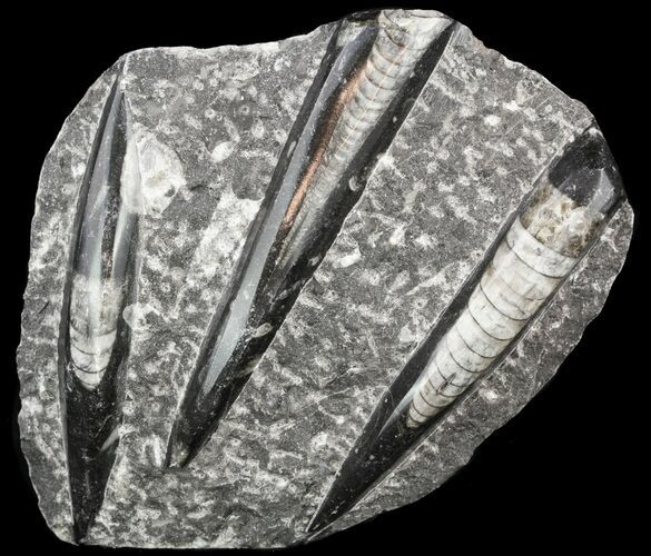 Polished Fossil Orthoceras (Cephalopod) Plate #52576